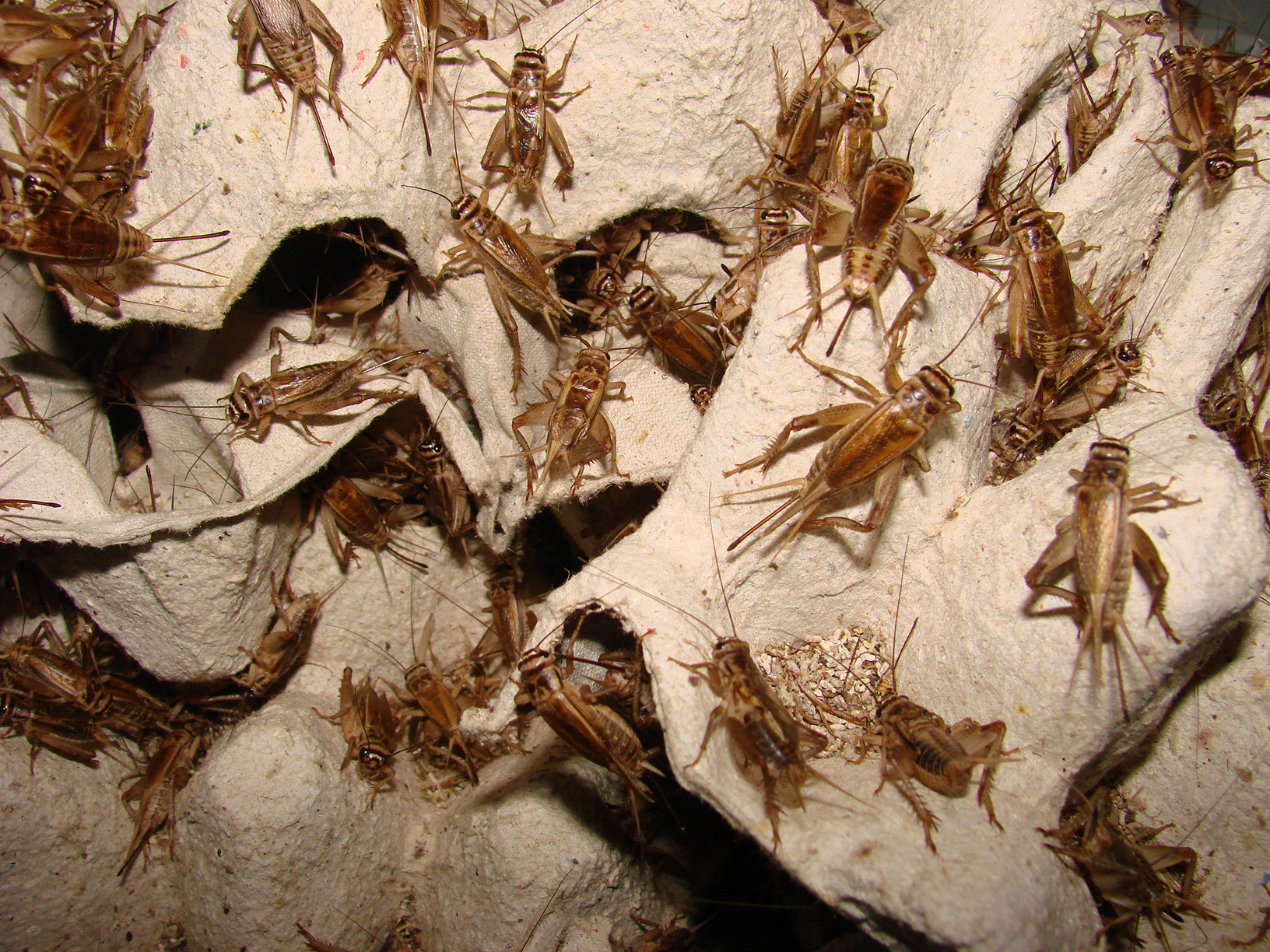 świerszcz domowy (Acheta domestica) imago i subimago