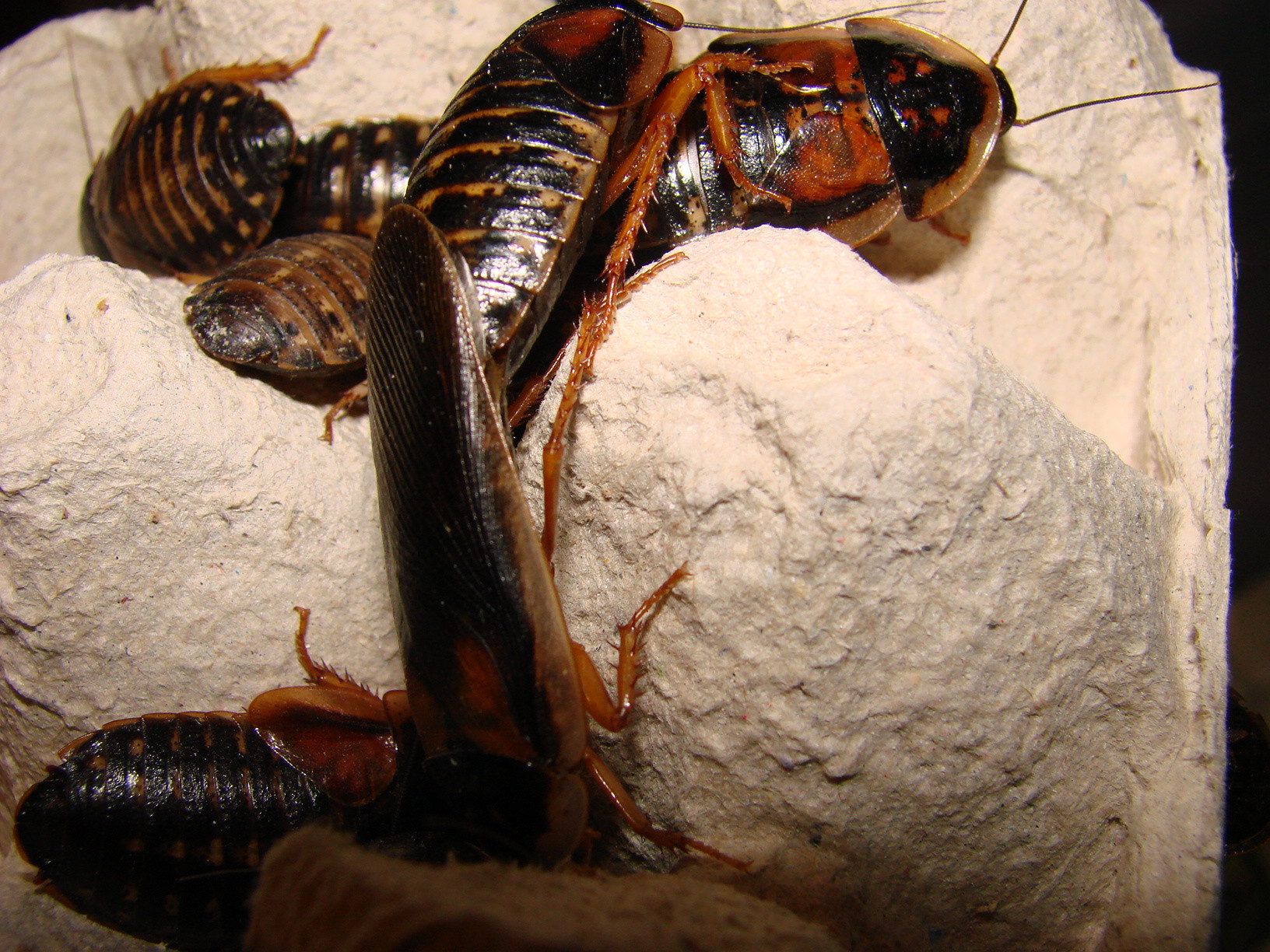 karaczan argentyński (Blaptica dubia)